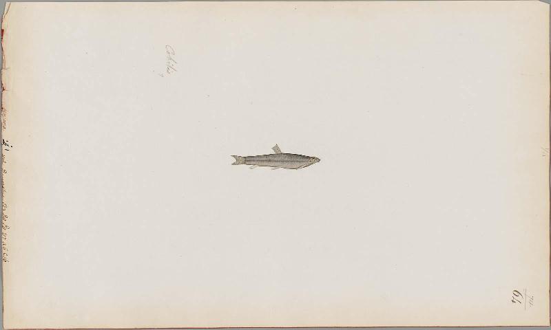 Fish of the Anjana River
