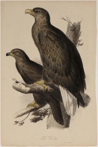 Sea Eagle