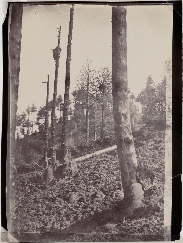 Trees at Mt. Etna after Eruption