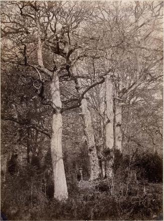 Forest of Fontainebleau, with the painter Theophile Chauvel