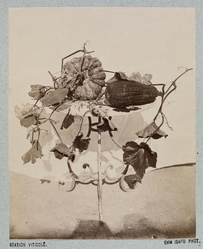 Study of a Squash and Vines on a Table