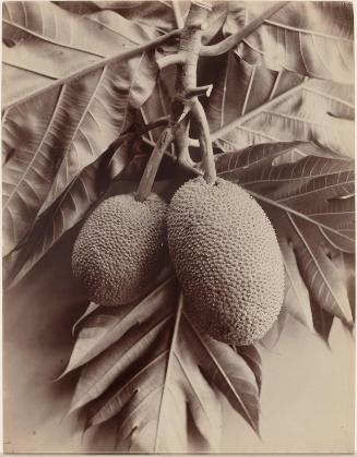 Breadfruit