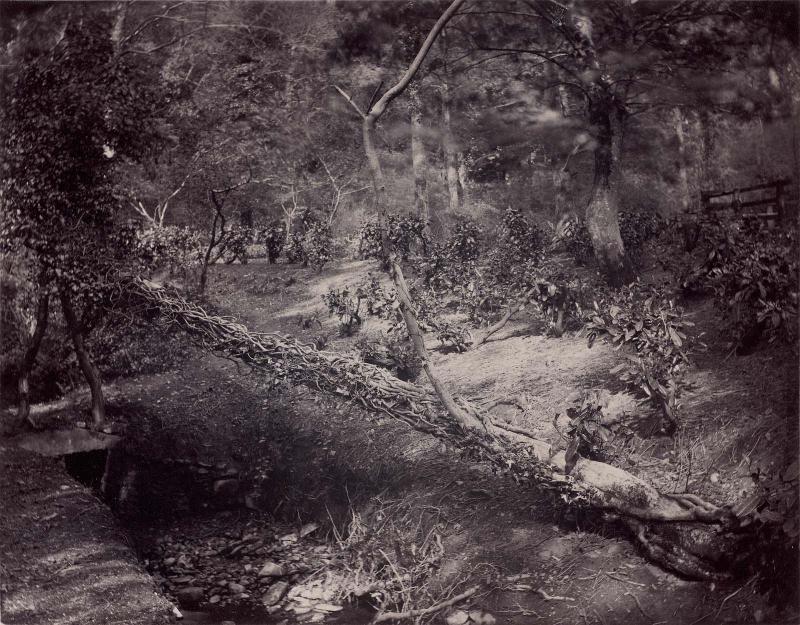 In the Rocky Path