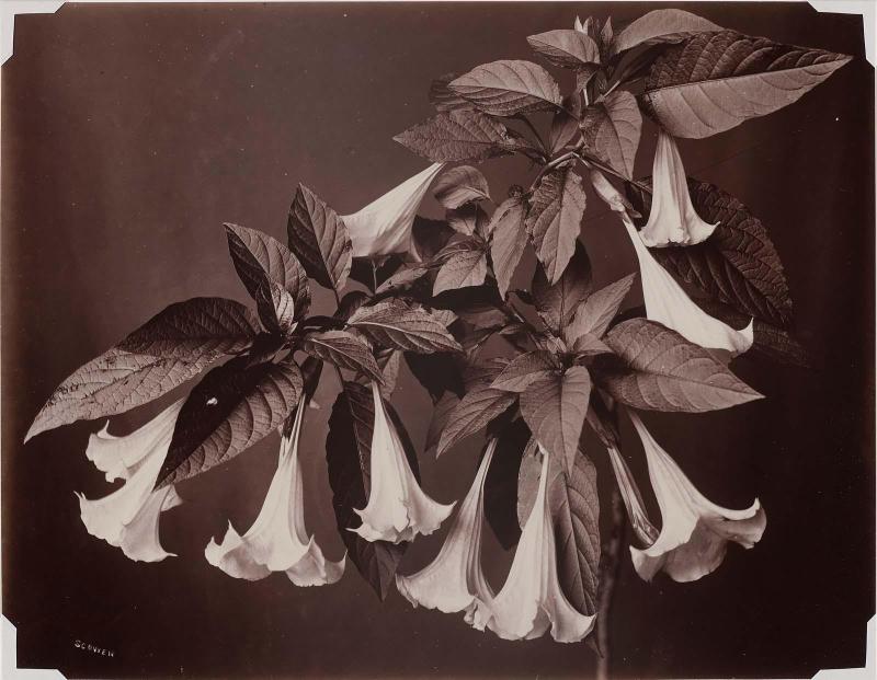 Bell Flower