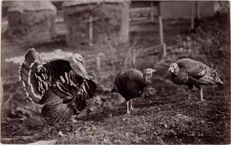 Turkeys
