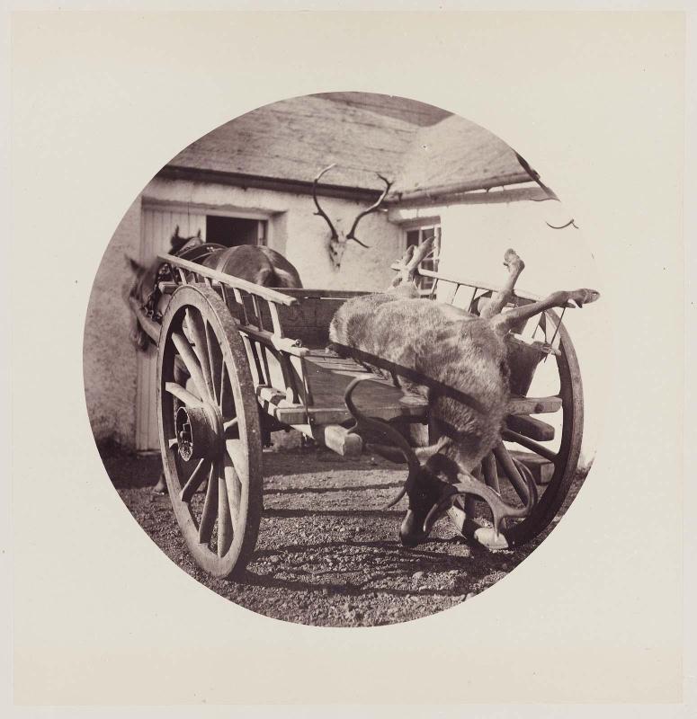 Dead Deer on Horse Cart