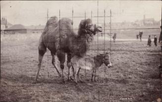 Camel and donkey