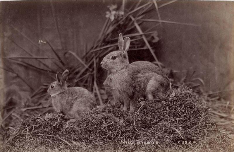 Wild Rabbits
