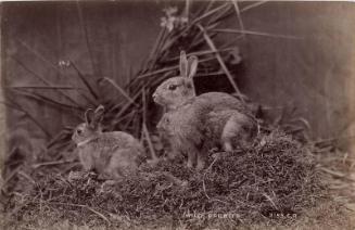 Wild Rabbits