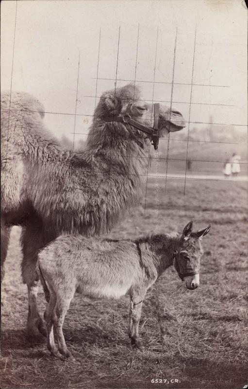 Camel and donkey