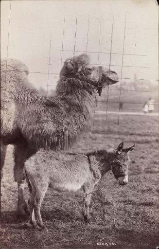 Camel and donkey