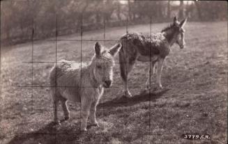 Small horse with donkey