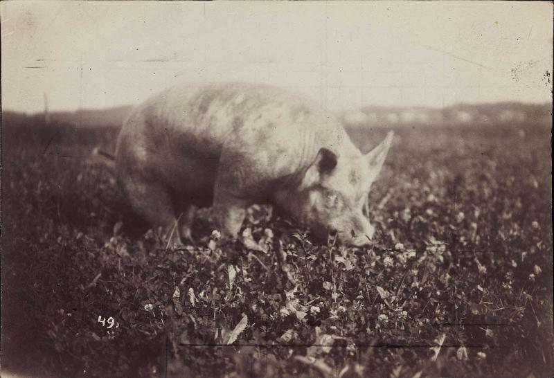 Pig
