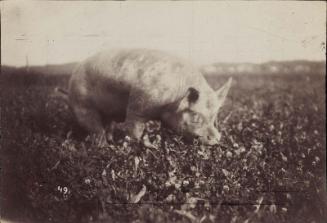 Pig