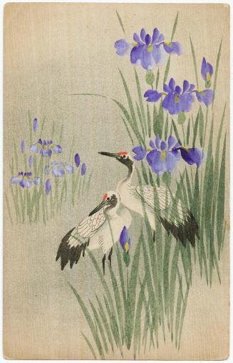 Two Cranes among Irises