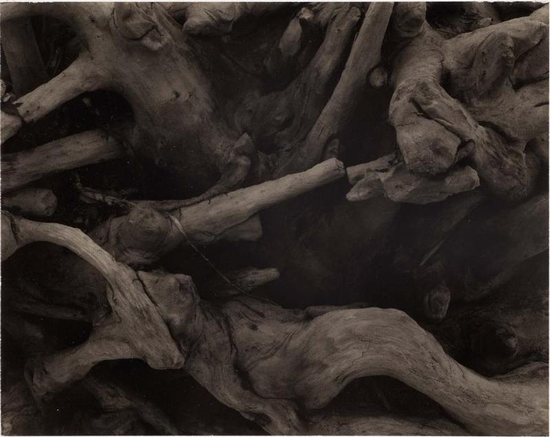Driftwood, Dark Roots, Georgetown, Maine