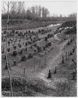 Cropped Trees, Near the Po, Luzzara, Italy