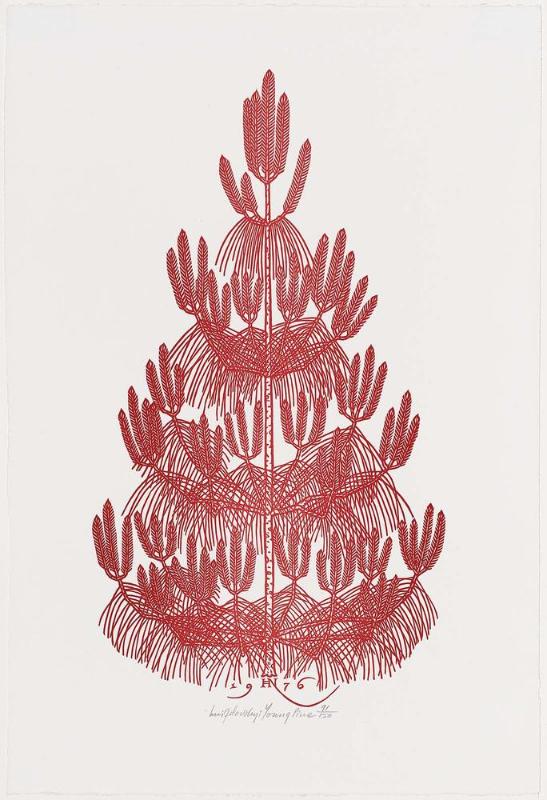 Young Pine
