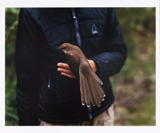 Blackbilled Cuckoo