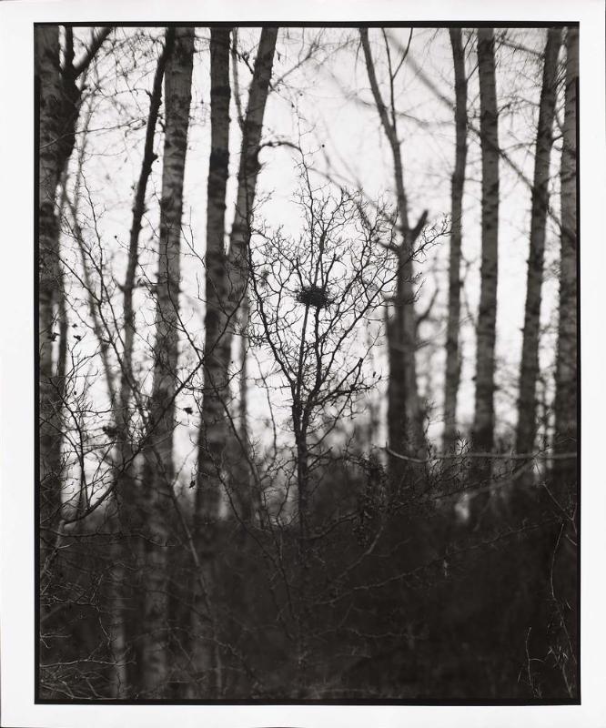 Bird Nest, Bitterroot River, Montana