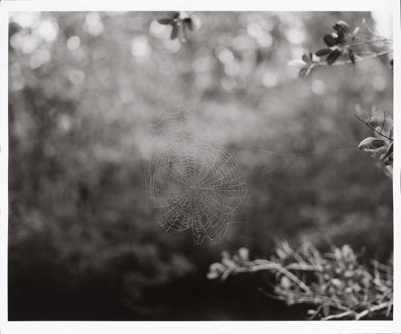 Spider Web, Sanibel