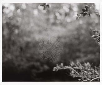 Spider Web, Sanibel