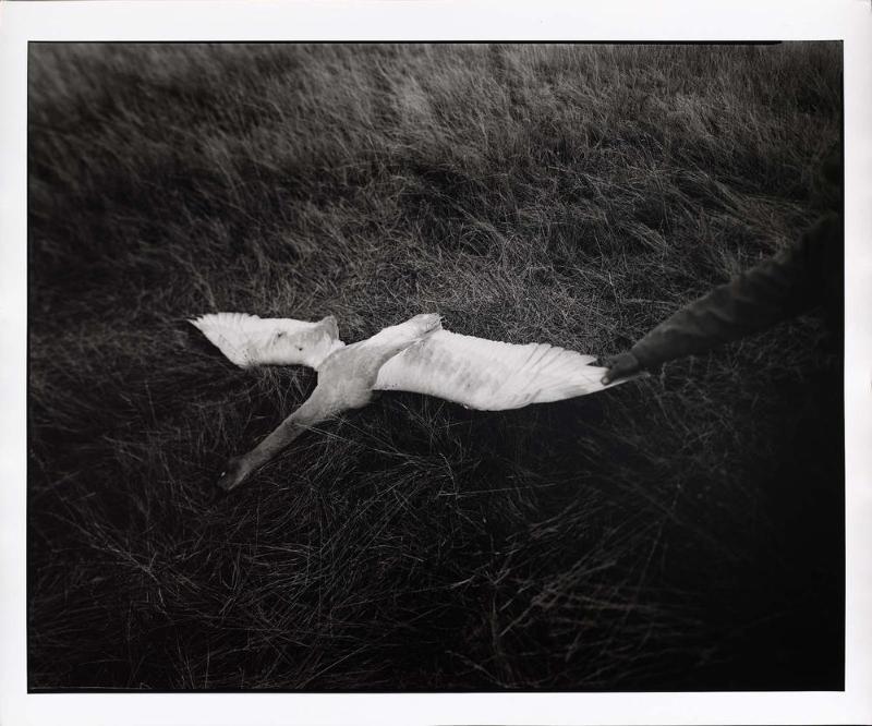 Swan, Freeze Out Lake, Montana