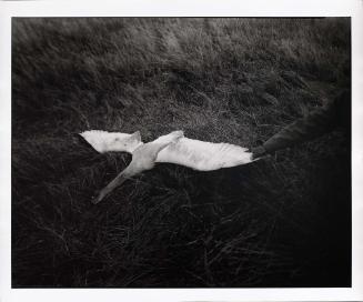 Swan, Freeze Out Lake, Montana