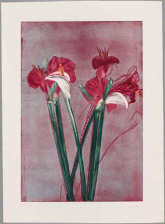 Amaryllis–Calla II