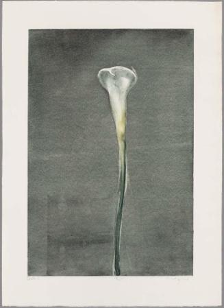 Calla II