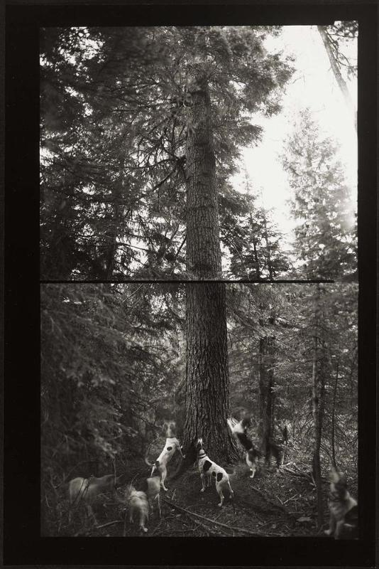 Bear Hunt, Clearwater National Forest, Idaho