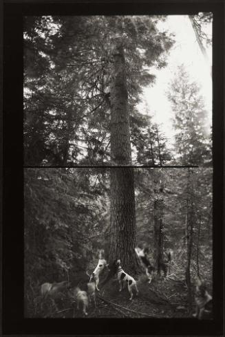 Bear Hunt, Clearwater National Forest, Idaho