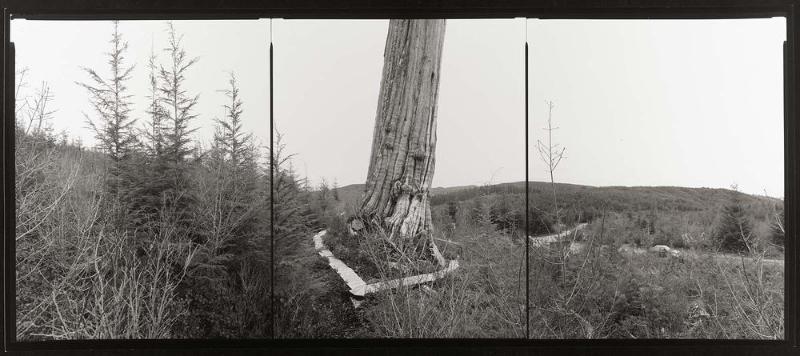 Western Redcedar, Washington