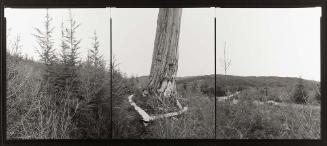 Western Redcedar, Washington