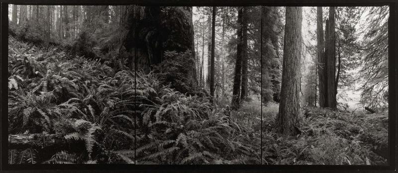 Coast Redwood, California