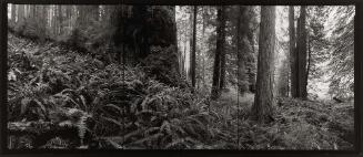 Coast Redwood, California