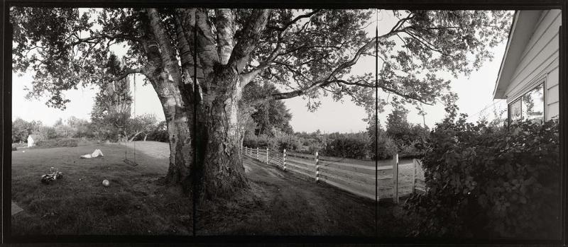Western Paper Birch, Washington