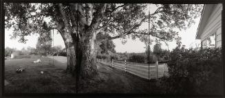 Western Paper Birch, Washington