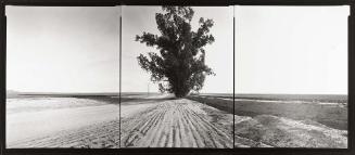 Longbeak Eucalyptus, Arizona