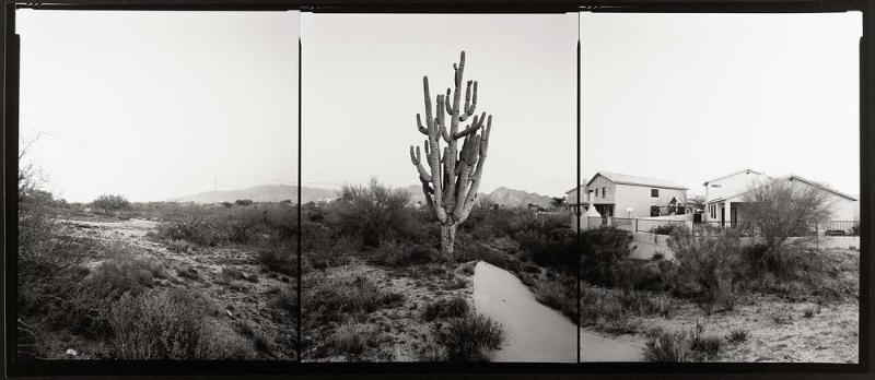 Saguaro, Arizona