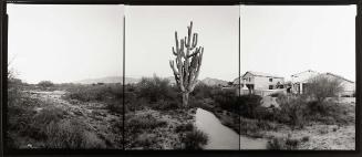 Saguaro, Arizona