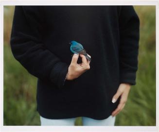 Indigo Bunting