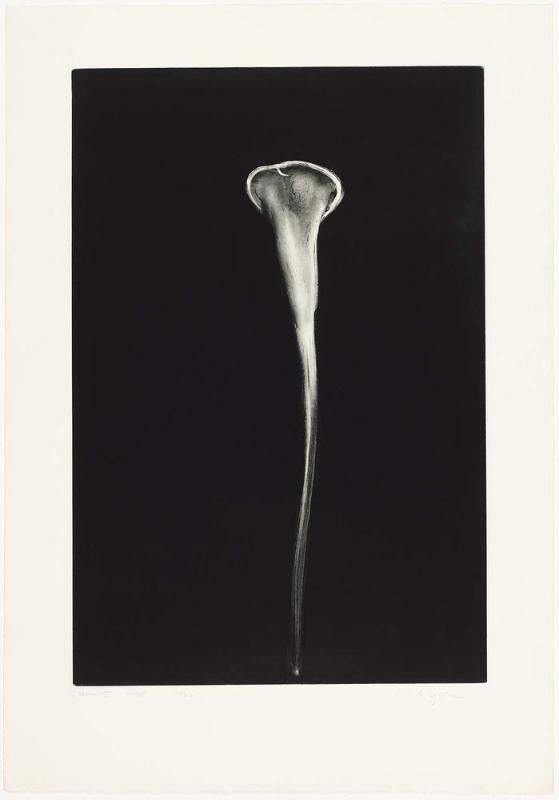 Calla I