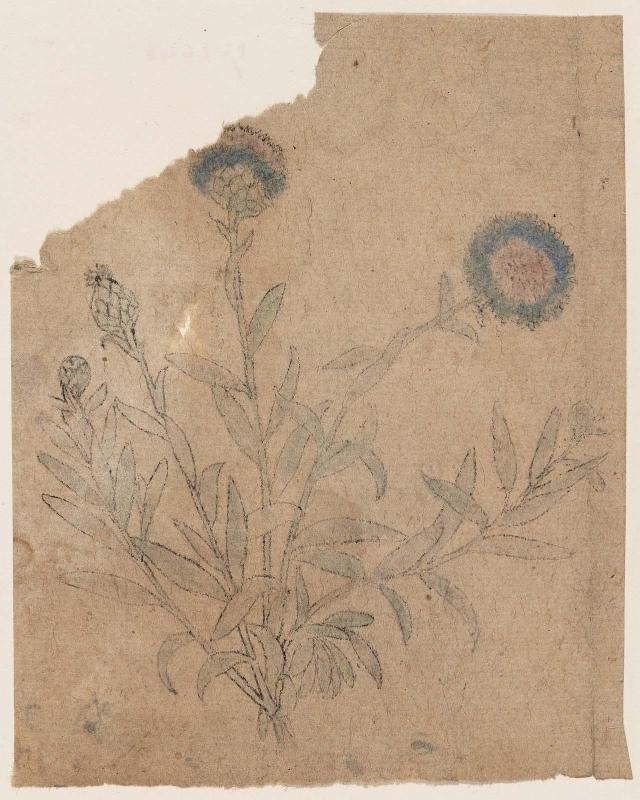 Botanical designs