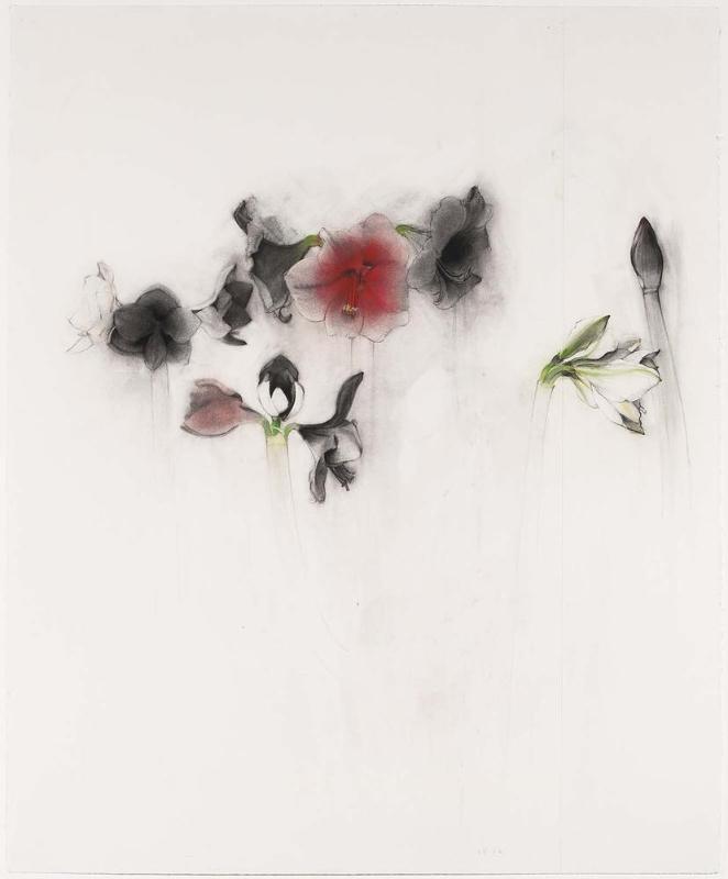 Amaryllis