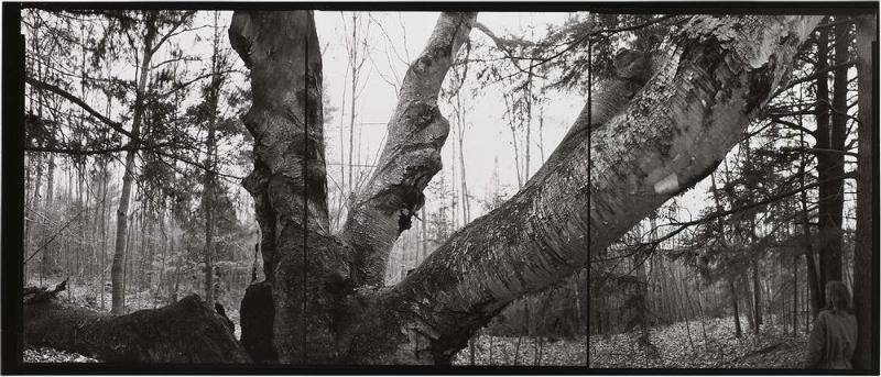 Paper Birch, Maine
