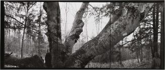 Paper Birch, Maine