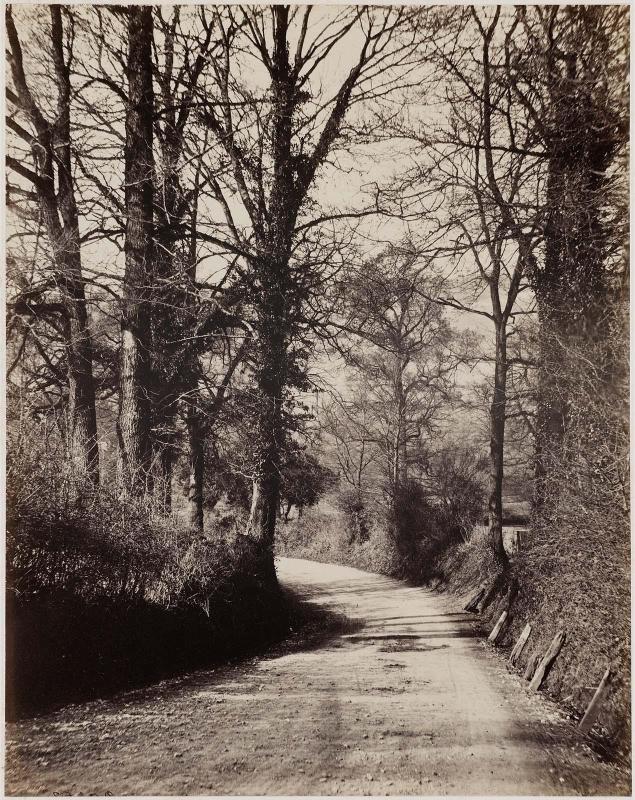 Woodland Scene, Near Dorking, Surrey