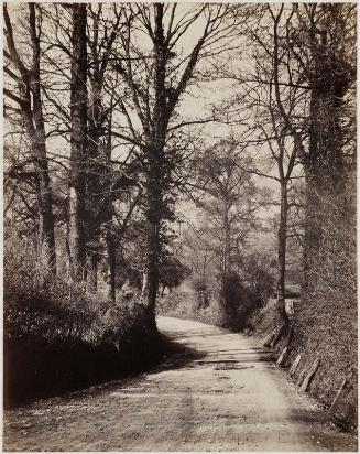 Woodland Scene, Near Dorking, Surrey