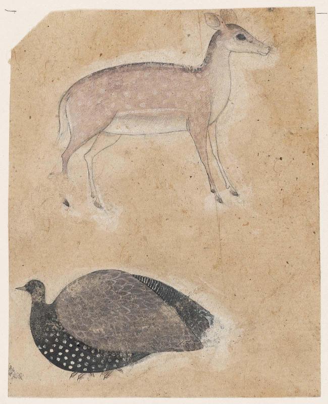 Deer and Turkey